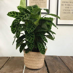 Calathea Zebrina, 19cm pot