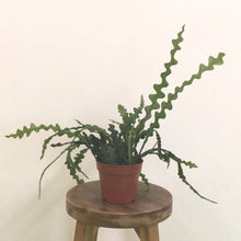 Load image into Gallery viewer, Epiphyllum Angulier - Fishbone Cactus, 12cm Pot
