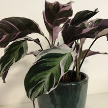 Load image into Gallery viewer, Calathea White Fusion, 14cm Pot
