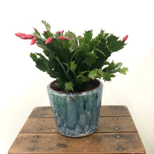 Load image into Gallery viewer, Schlumbergera - Christmas Cactus, 11cm Pot
