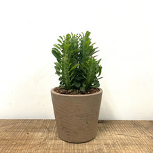 Load image into Gallery viewer, Euphorbia Trigona, 12cm Pot

