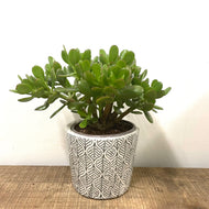 Crassula Ovata - Jade Plant, 10.5cm Pot