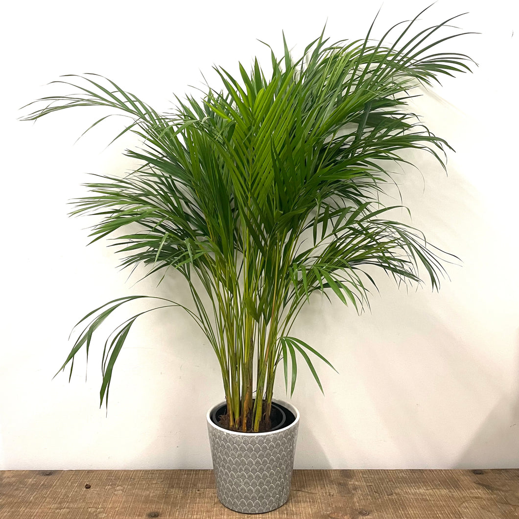 Dypsis Lutescens - Areca Palm, 24cm Pot