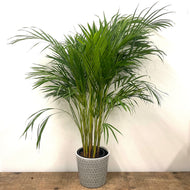 Dypsis lutescens - Areca Palm, 24cm Pot