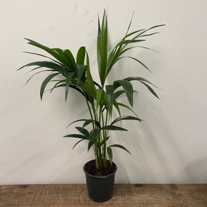 Howea Forsteriana - Kentia Palm, 17cm Pot
