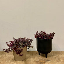 Load image into Gallery viewer, Tradescantia Zebrina ‘Purpusii’, 10cm Pot
