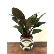Load image into Gallery viewer, Philodendron Imperial Red, 27cm Pot
