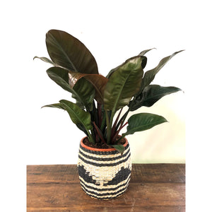 Philodendron Imperial Red, 27cm Pot