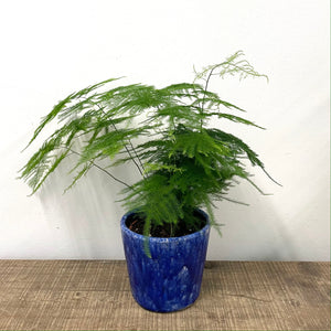 Asparagus Setaceus - Asparagus Fern, 12cm Pot