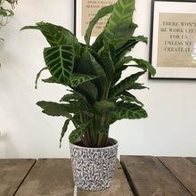 Load image into Gallery viewer, Calathea Zebrina, 19cm pot
