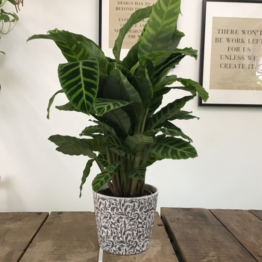 Calathea Zebrina, 19cm pot