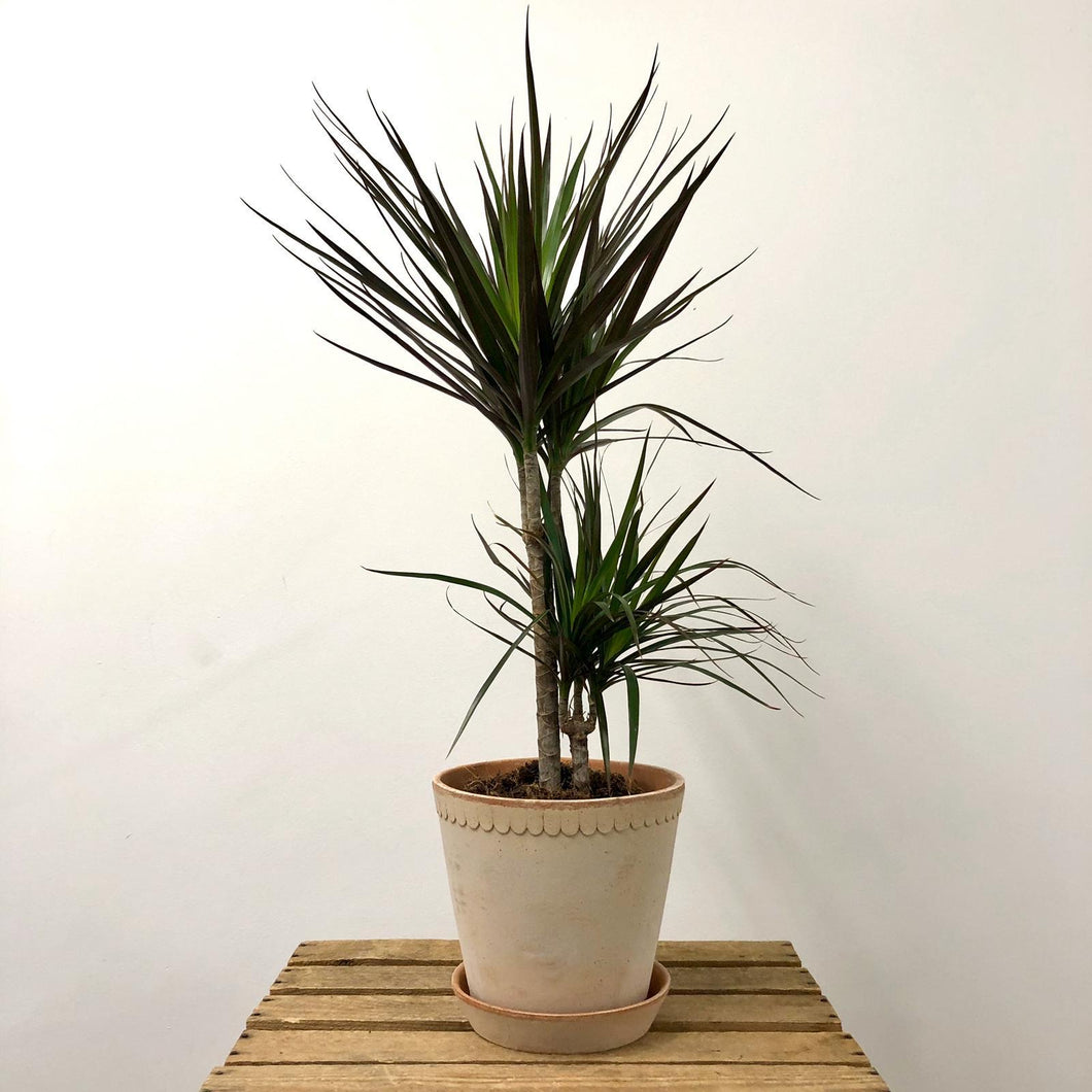 Dracaena Marginata - Dragon Tree, 17cm Pot