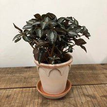 Load image into Gallery viewer, Pilea Silver Tree, 15cm Pot
