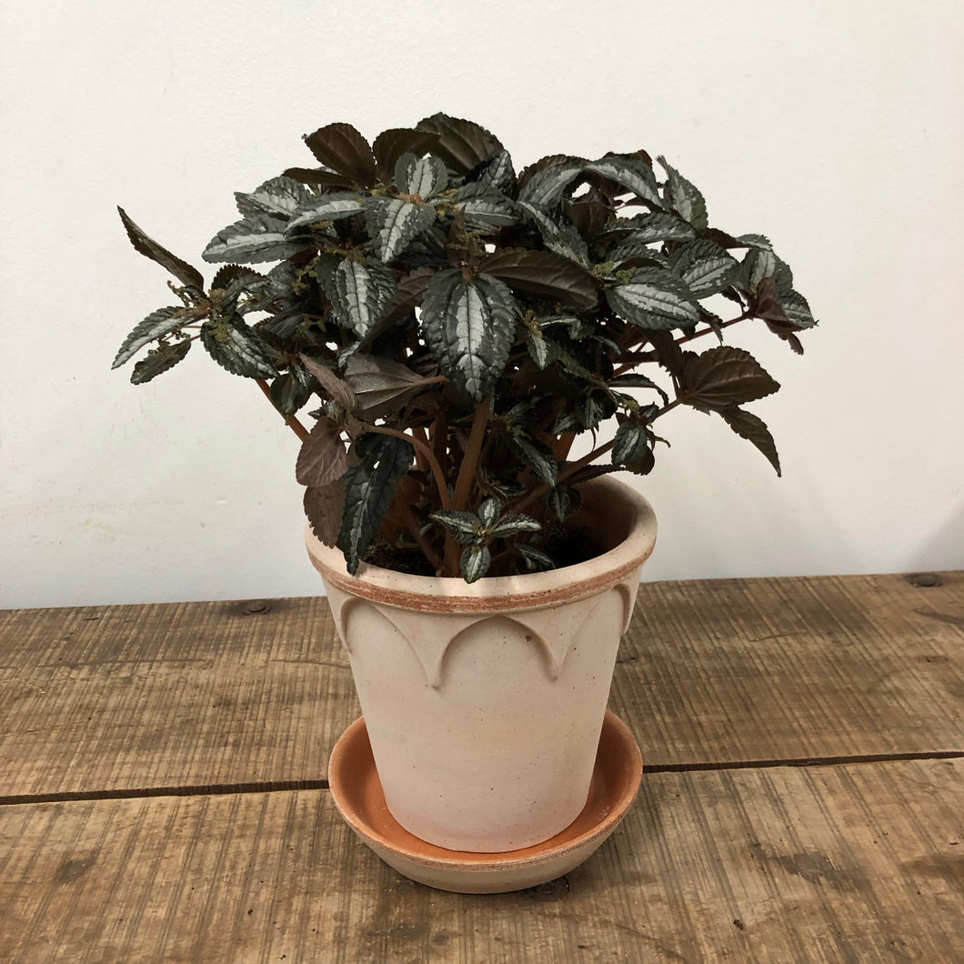 Pilea Silver Tree, 15cm Pot