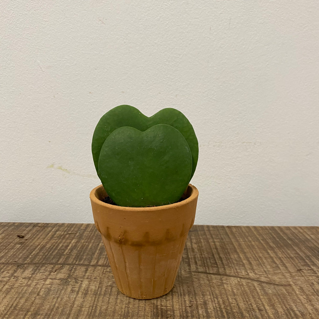 Hoya kerrii, 6cm Pot