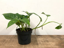 Load image into Gallery viewer, Epipremnum Aureum - Golden Pothos, 12cm Pot
