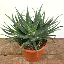 Load image into Gallery viewer, Aloe Arborescens, 32cm Pot
