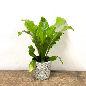 Asplenium Nidus - Bird's Nest Fern, 12cm Pot