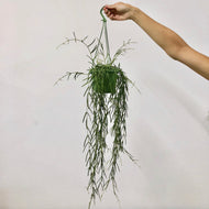 Hoya linearis, 14cm Hanging Pot
