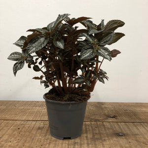 Pilea Silver Tree, 15cm Pot