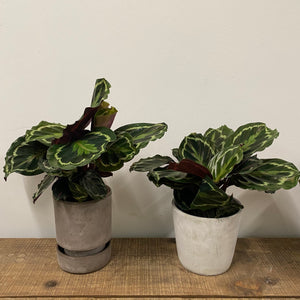 Calathea Medallion, 14cm Pot