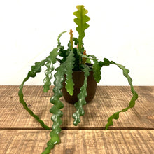 Load image into Gallery viewer, Epiphyllum Angulier - Fishbone Cactus, 9cm Pot
