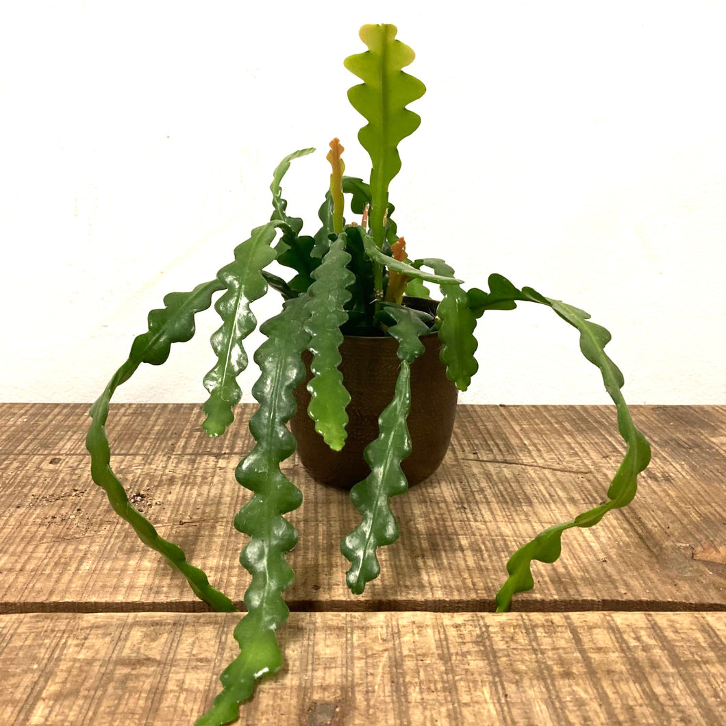 Epiphyllum Angulier - Fishbone Cactus, 9cm Pot