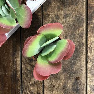 Kalanchoe Thyrsiflora - Puddle Plant, 11cm Pot