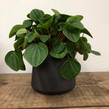 Load image into Gallery viewer, Peperomia Rana Verde, 17cm Pot
