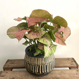 Syngonium Pink - Arrowhead plant, 14cm Pot