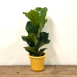 Ficus lyrata - Fiddle Leaf Fig, 21cm Pot