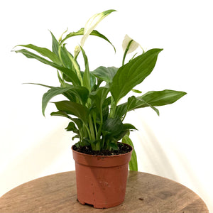 Spathiphyllum - Peace Lily, 7cm Pot