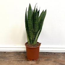 Load image into Gallery viewer, Sansevieria Zeylanica - Snake Plant, 14cm Pot
