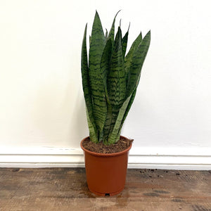 Sansevieria Zeylanica - Snake Plant, 14cm Pot