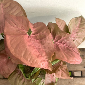 Syngonium Pink - Arrowhead plant, 14cm Pot