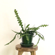 Load image into Gallery viewer, Epiphyllum Angulier - Fishbone Cactus, 12cm Pot
