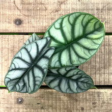 Load image into Gallery viewer, Alocasia badinga - Silver Dragon, 12cm Pot
