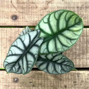 Alocasia badinga - Silver Dragon, 12cm Pot