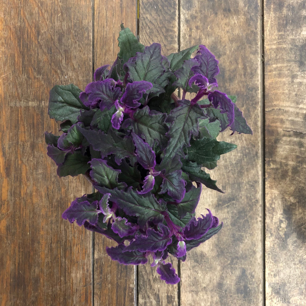 Gynura Aurantiaca - Purple Passion, 12cm Pot