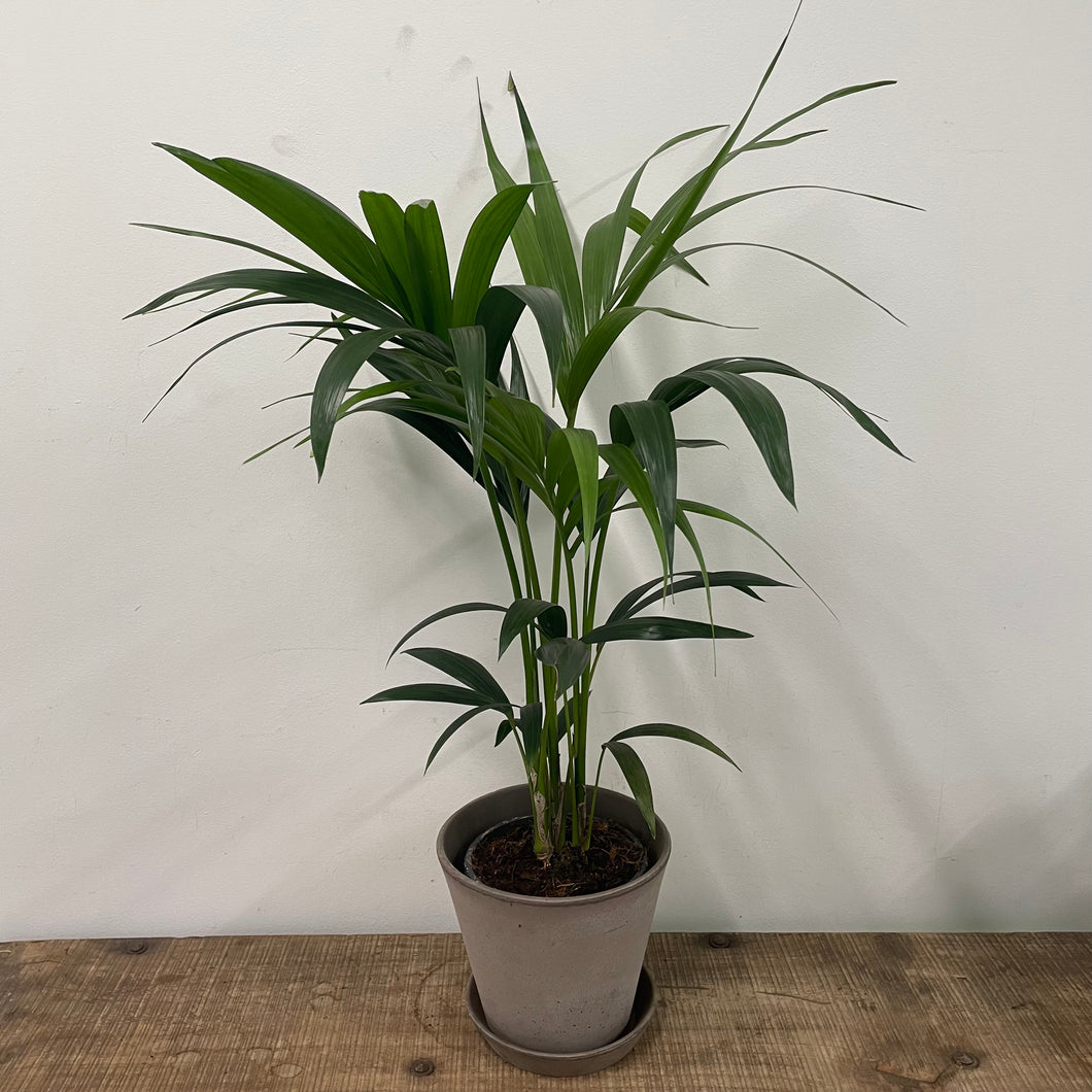 Howea Forsteriana - Kentia Palm, 17cm Pot