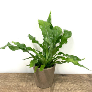 Microsorum Crocodyllus - Crocodile Fern, 12cm Pot