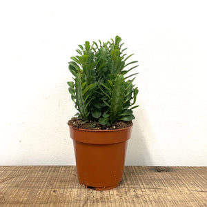 Euphorbia Trigona, 12cm Pot