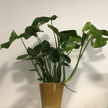 Load image into Gallery viewer, Monstera Deliciosa - Swiss Cheese Plant, 17cm Pot
