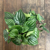 Peperomia Argyreia - Watermelon Peperomia, 17cm Pot