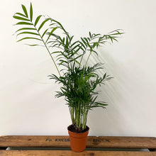Load image into Gallery viewer, Chamaedorea elegans - Parlour Palm, 9cm Pot
