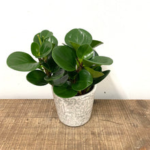 Load image into Gallery viewer, Peperomia Obtusifolia, 10cm Pot
