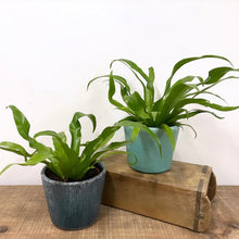 Load image into Gallery viewer, Asplenium Antiquum - Bird&#39;s Nest Fern, 12cm Pot
