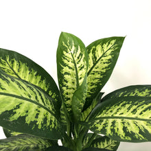 Load image into Gallery viewer, Dieffenbachia Tropic Snow, 24cm Pot
