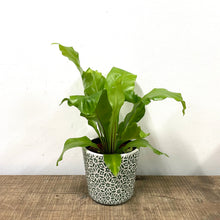 Load image into Gallery viewer, Asplenium Nidus - Bird&#39;s Nest Fern, 12cm Pot
