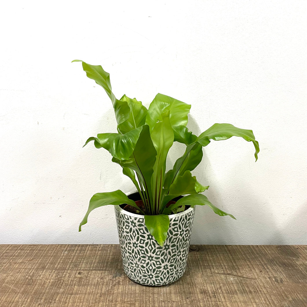Asplenium Nidus - Bird's Nest Fern, 12cm Pot